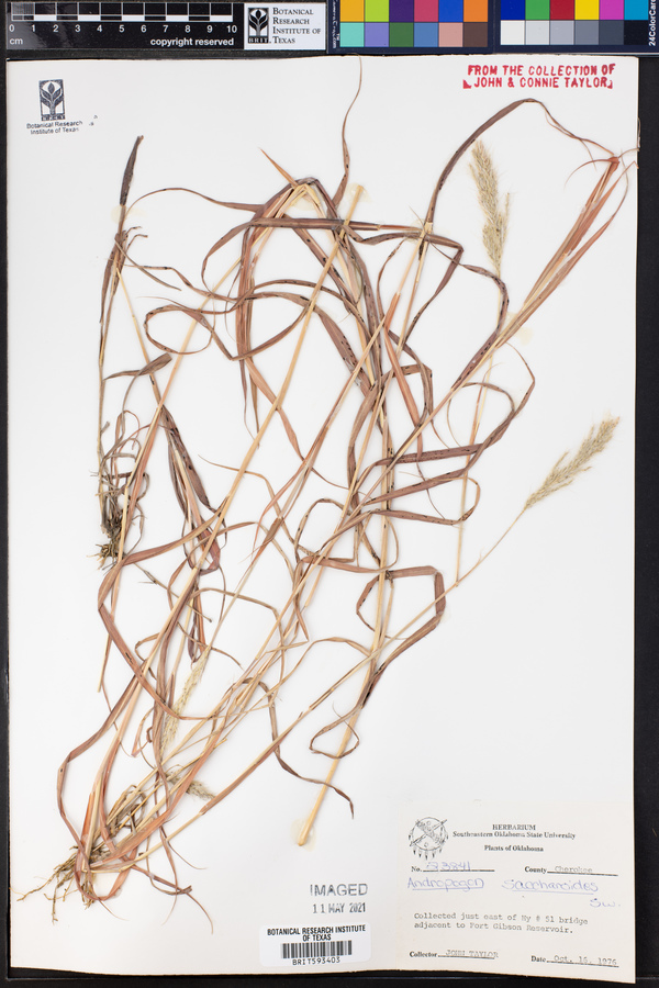 Bothriochloa saccharoides image