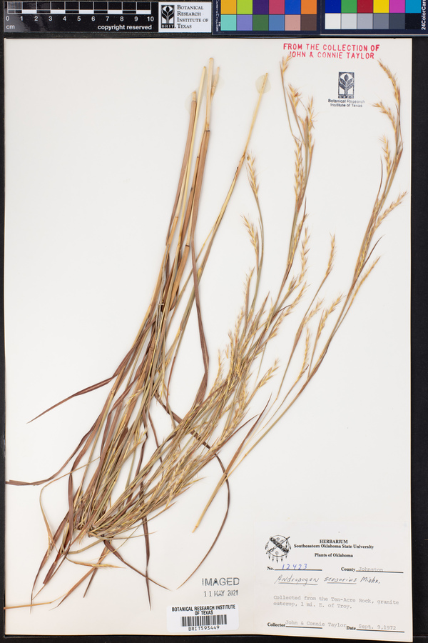 Schizachyrium scoparium var. scoparium image