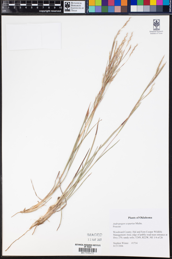 Schizachyrium scoparium var. scoparium image