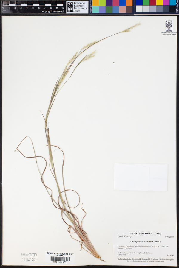 Andropogon ternarius image