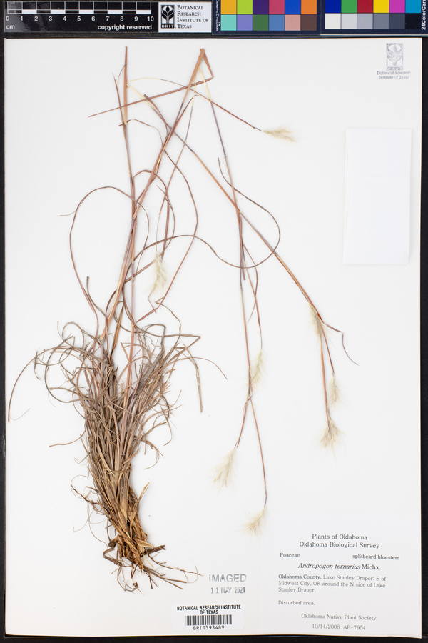 Andropogon ternarius image