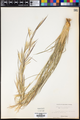 Andropogon virginicus var. virginicus image