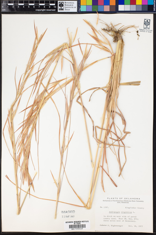 Andropogon virginicus image