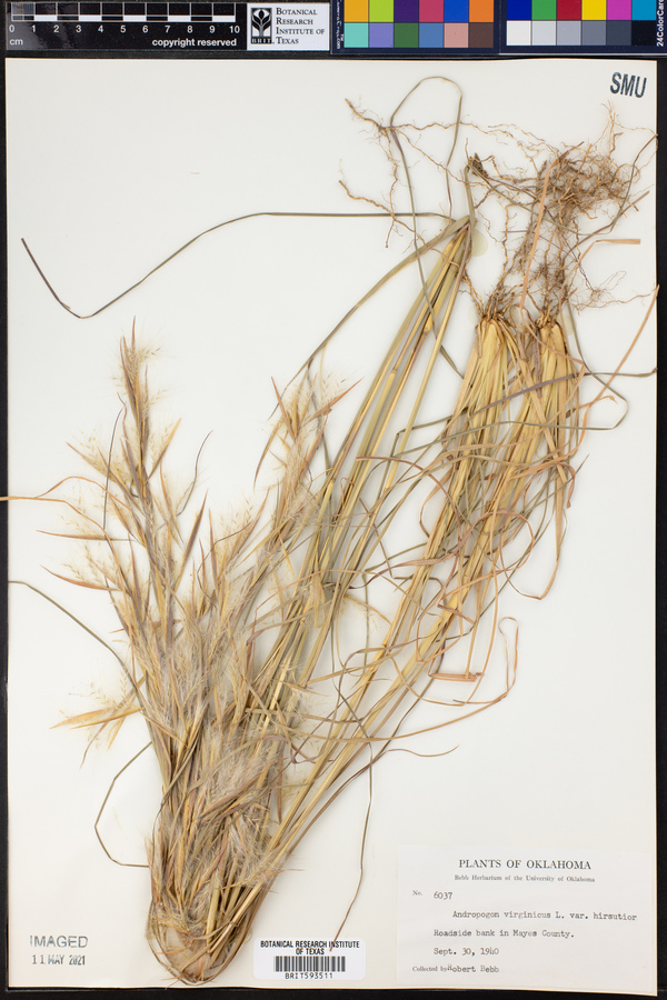 Andropogon virginicus var. hirsutior image