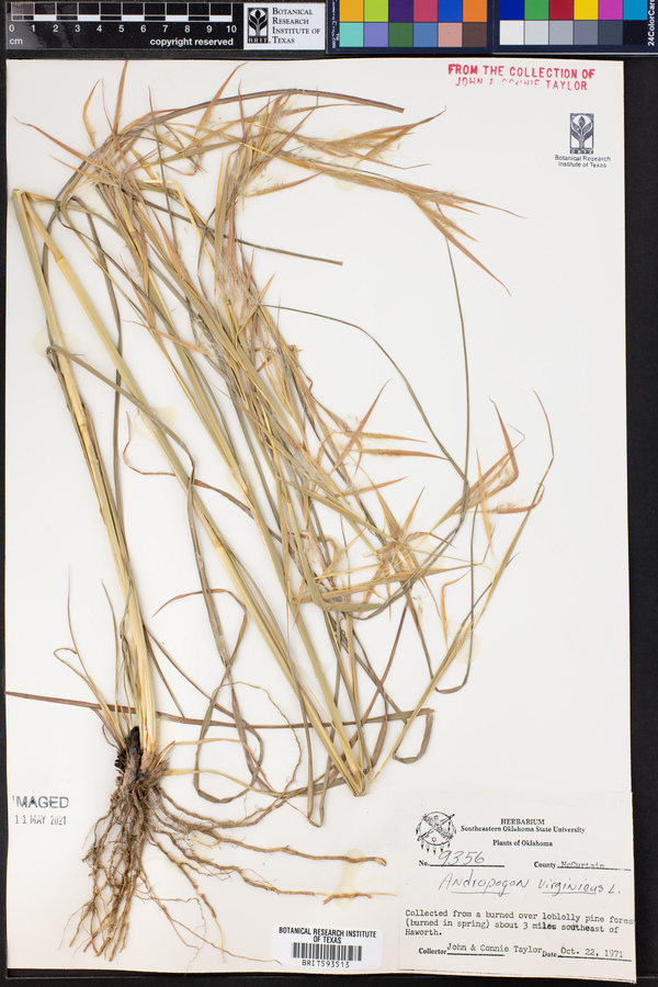 Andropogon virginicus image