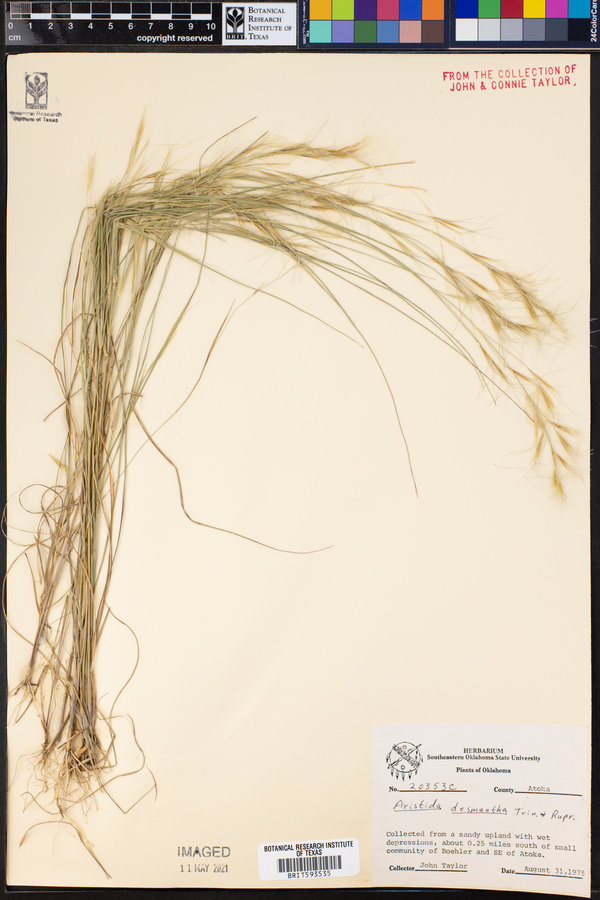 Aristida desmantha image
