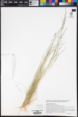 Aristida dichotoma image