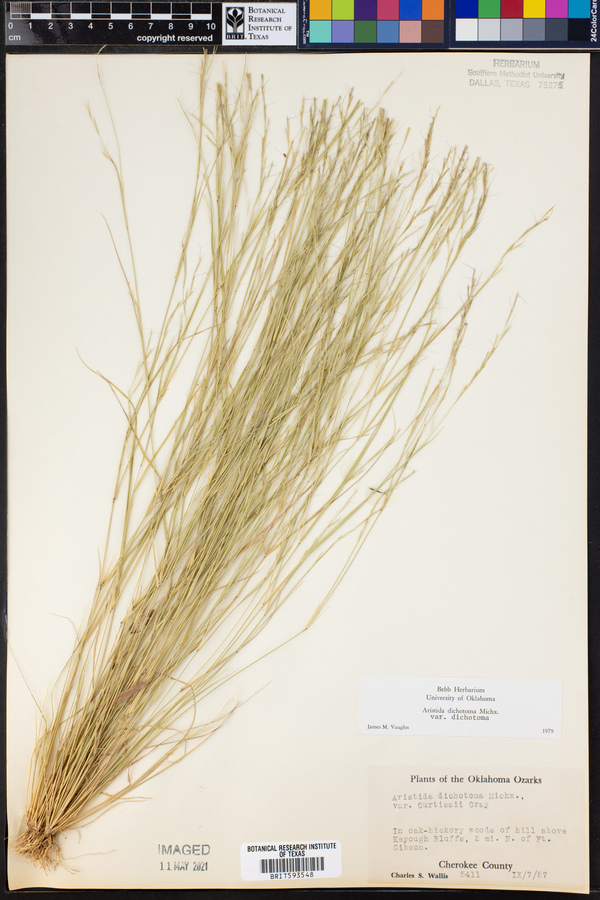 Aristida dichotoma var. dichotoma image