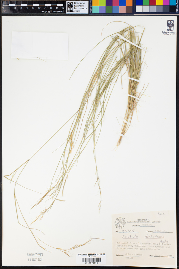 Aristida dichotoma image