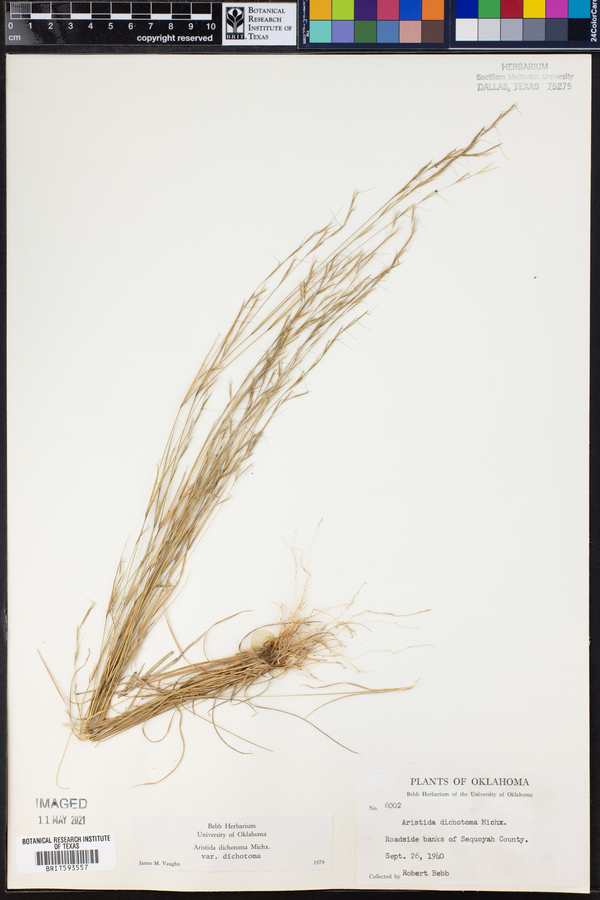 Aristida dichotoma var. dichotoma image