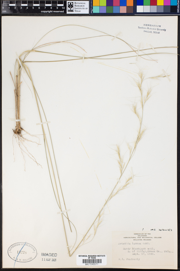 Aristida lanosa image