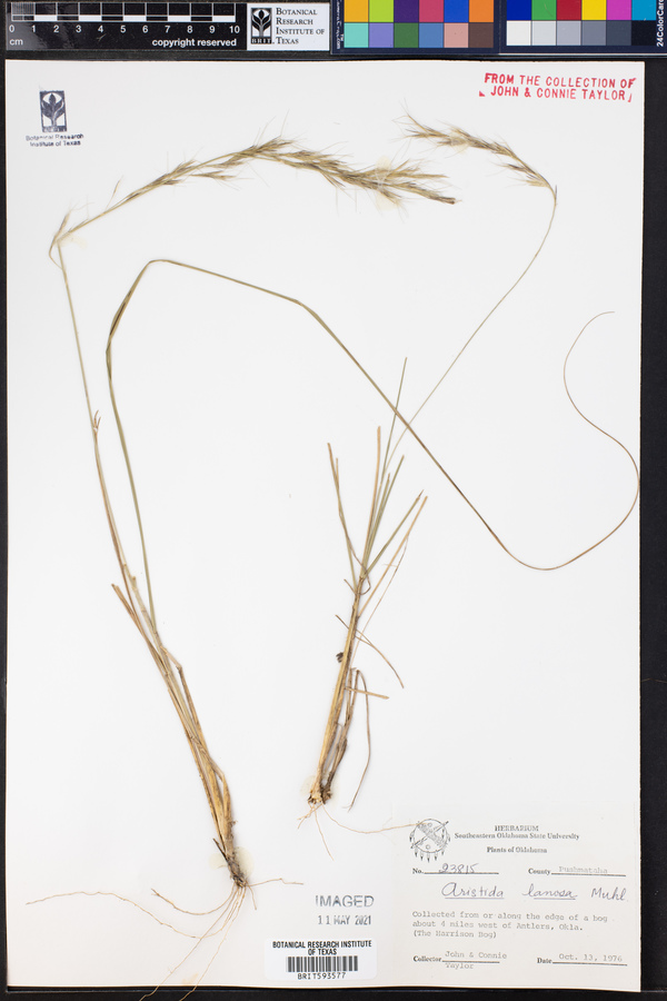 Aristida lanosa image