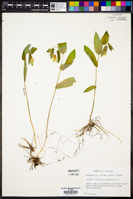 Image of Uvularia perfoliata