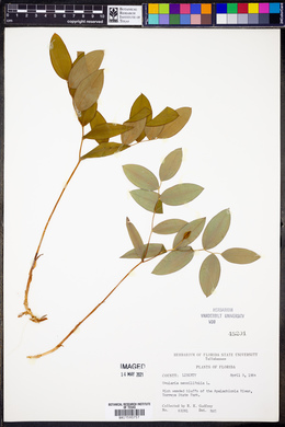 Image of Uvularia sessilifolia