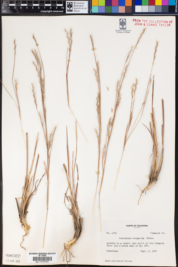 Schizachyrium scoparium var. scoparium image
