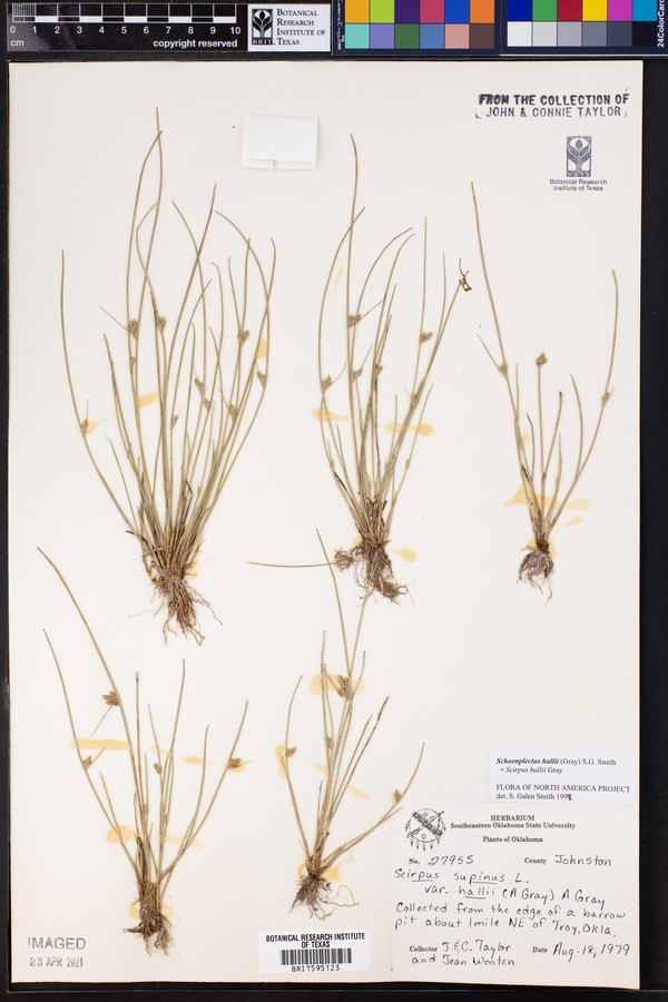 Schoenoplectus hallii image