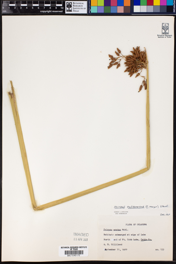 Schoenoplectus californicus image