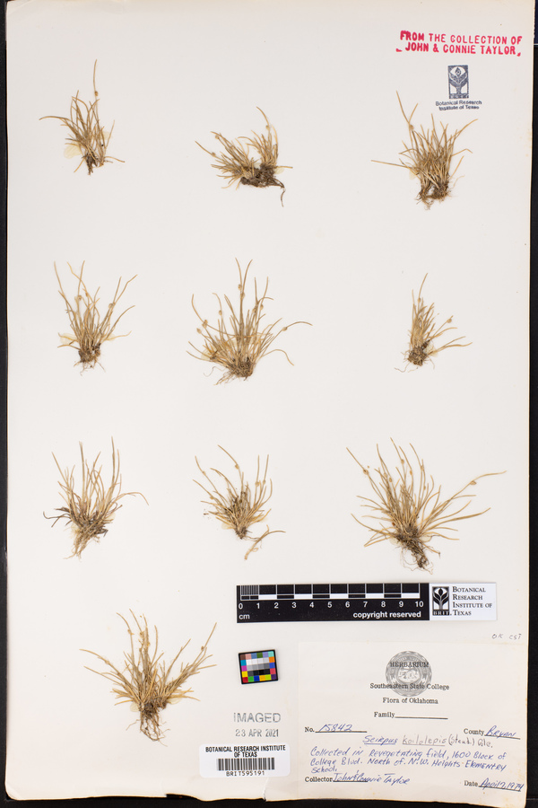 Scirpus koilolepis image