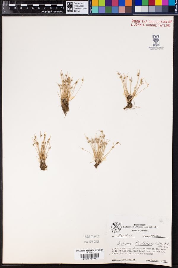 Scirpus koilolepis image