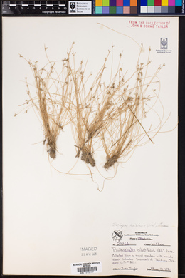 Isolepis carinata image