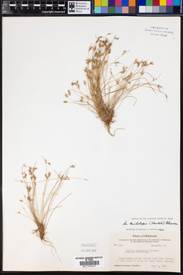 Scirpus koilolepis image