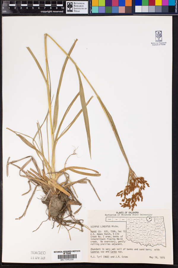 Scirpus lineatus image