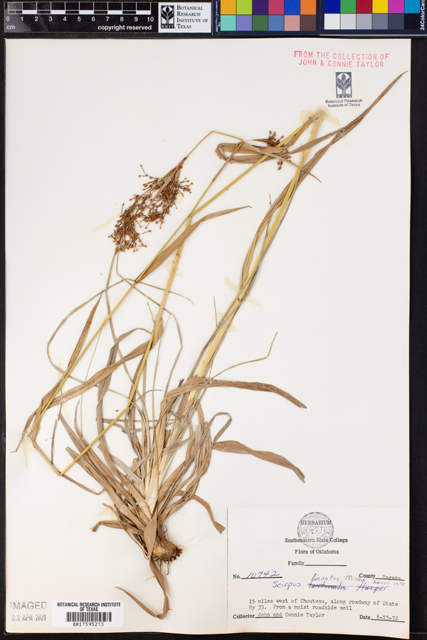 Scirpus lineatus image