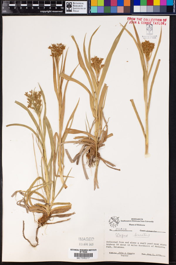 Scirpus lineatus image