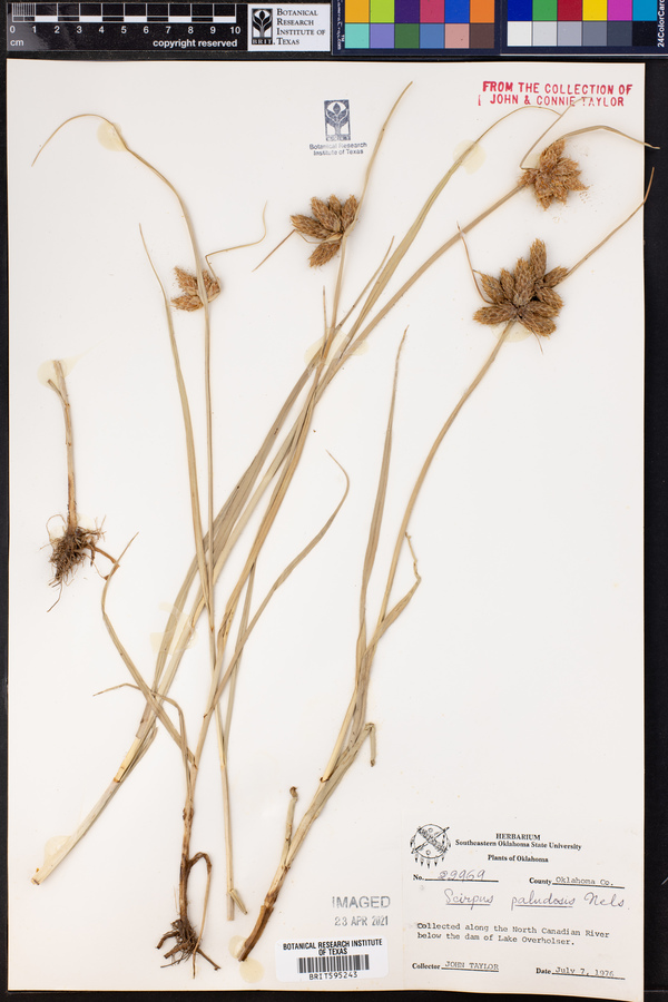 Schoenoplectus maritimus image