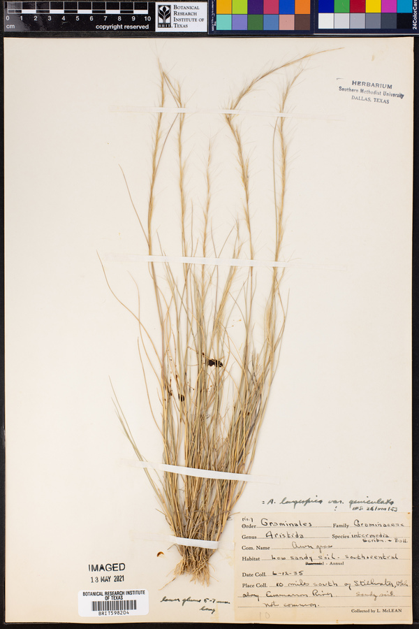 Aristida longispica var. geniculata image