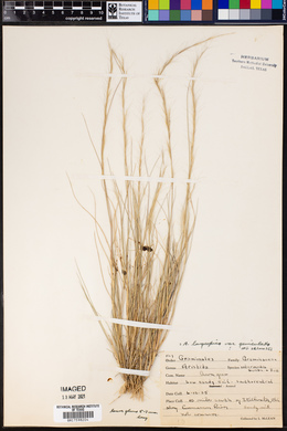 Aristida longispica var. geniculata image