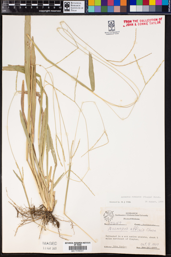 Axonopus furcatus image