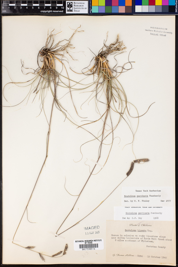 Bouteloua pectinata image