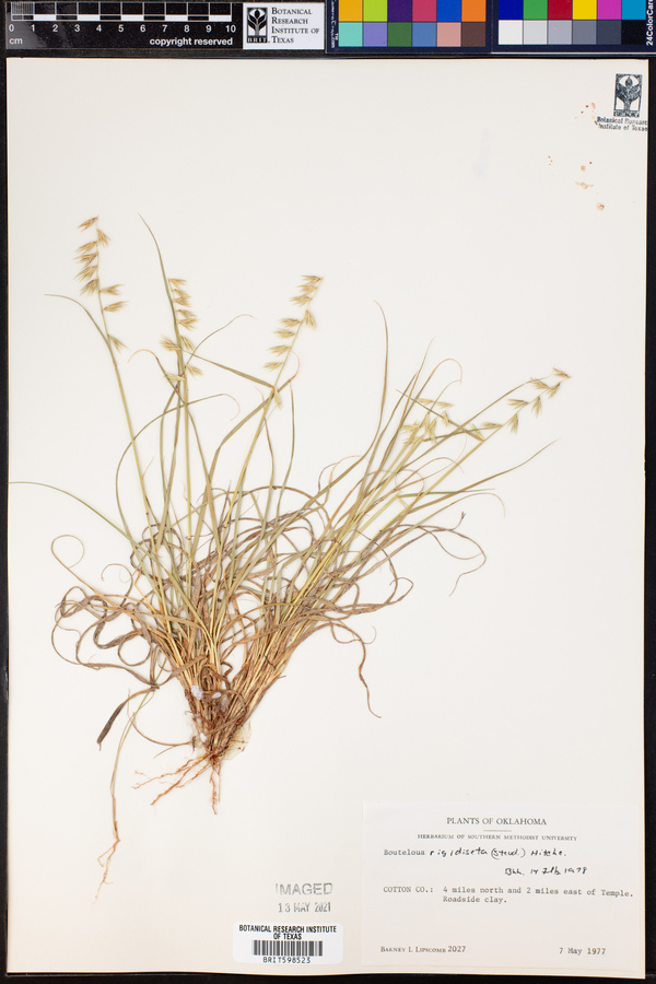 Bouteloua rigidiseta image