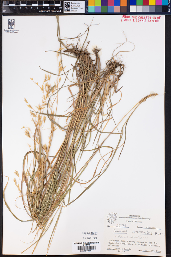 Bromus anomalus image