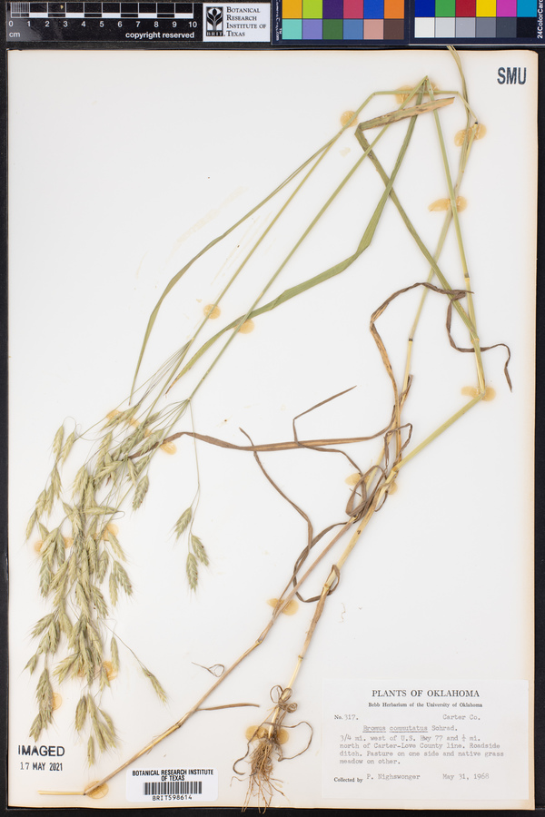 Bromus commutatus image