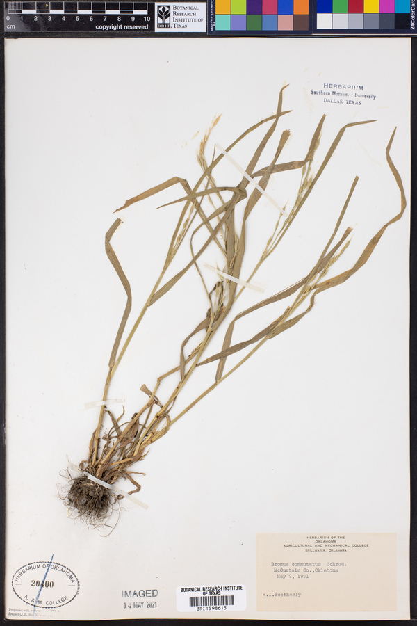 Bromus commutatus image