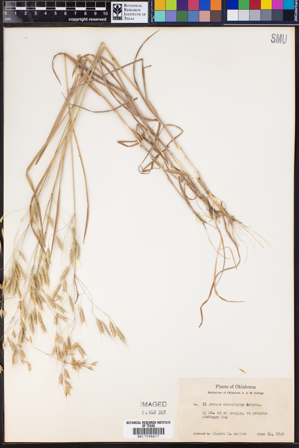 Bromus commutatus image