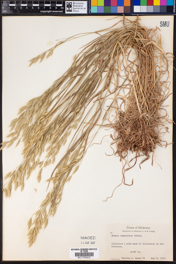 Bromus commutatus image