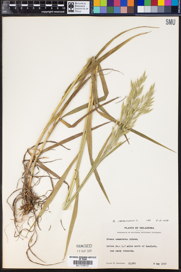 Bromus racemosus image