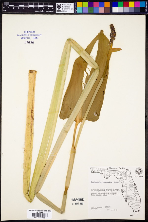 Pontederia lanceolata image
