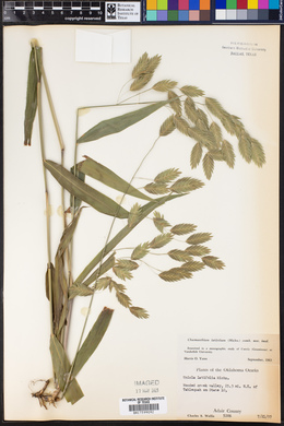 Chasmanthium latifolium image