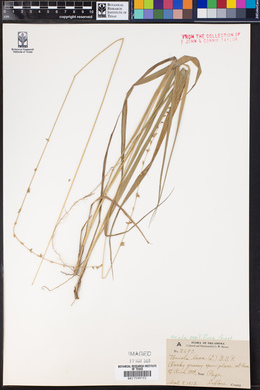 Uniola sessiliflora image