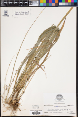 Uniola sessiliflora image