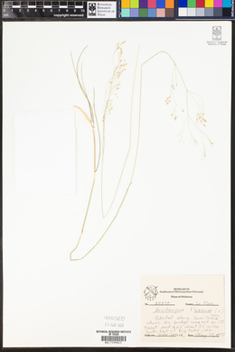 Deschampsia flexuosa image