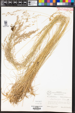 Deschampsia flexuosa image