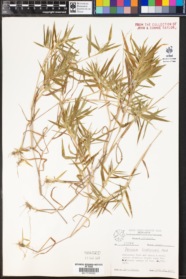 Panicum lindheimeri image