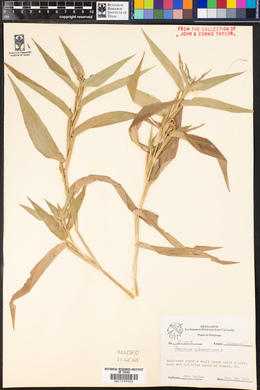 Panicum clandestinum image