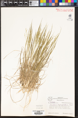 Panicum depauperatum image