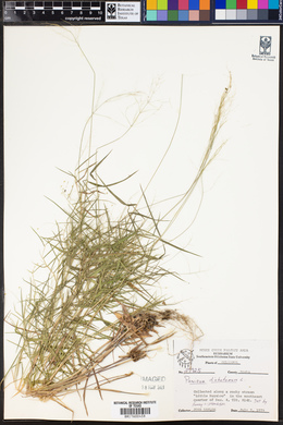 Panicum dichotomum image